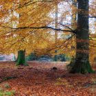 ...den Herbst nochmal genießen