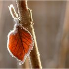 Den Herbst überlebt..........