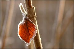 Den Herbst überlebt..........