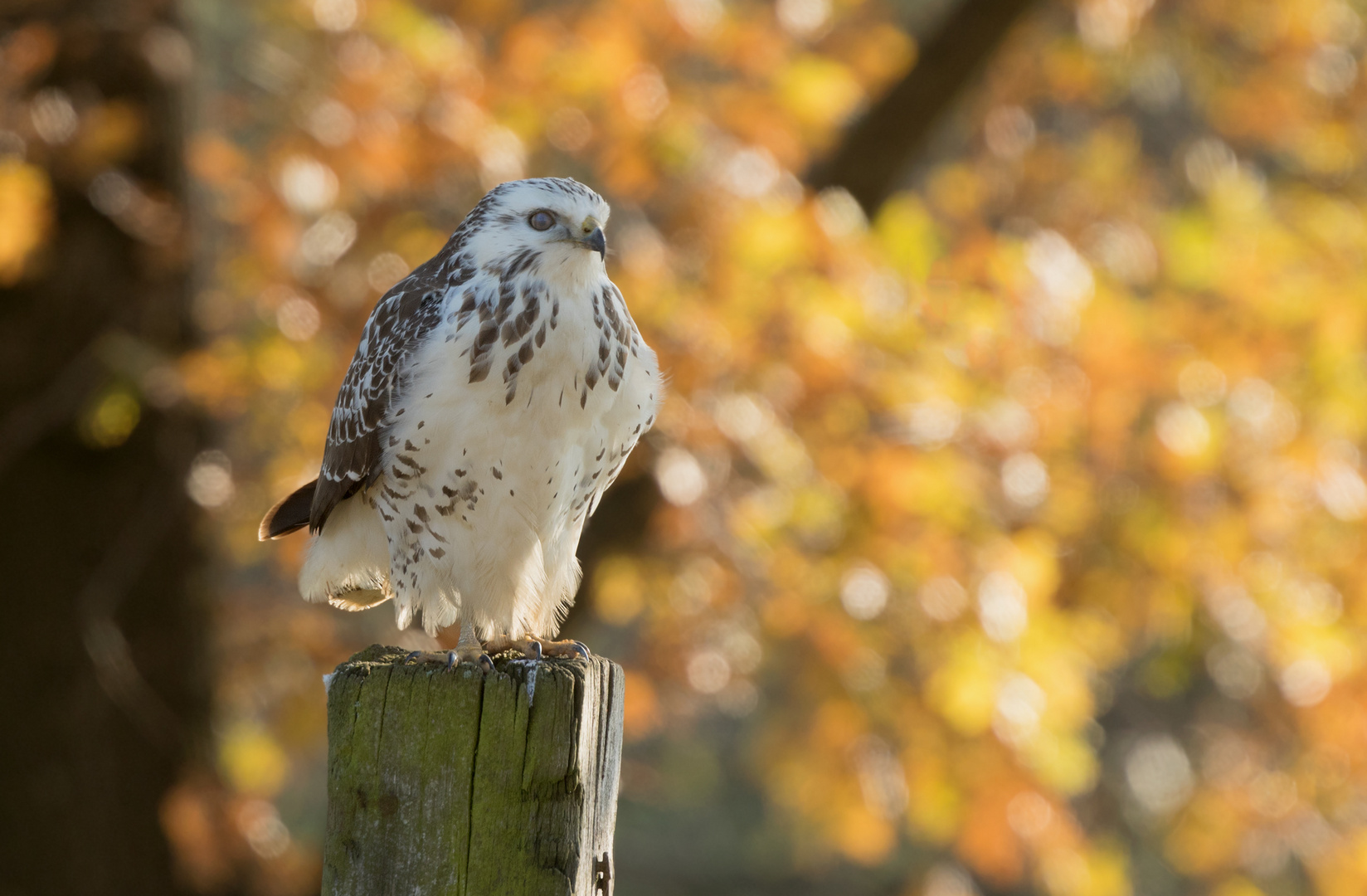 Den Herbstbussard...