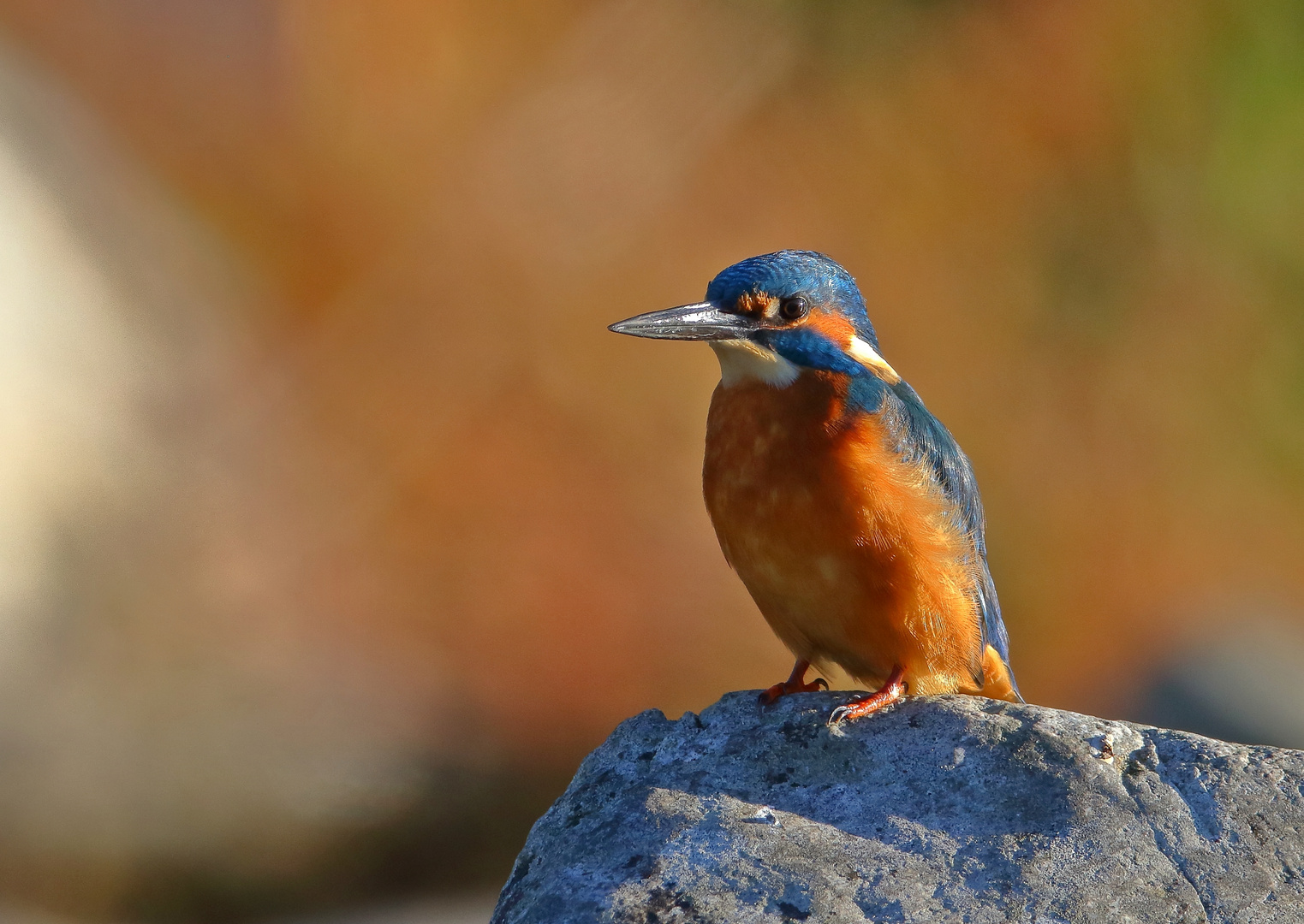 Den Herrn Eisvogel..