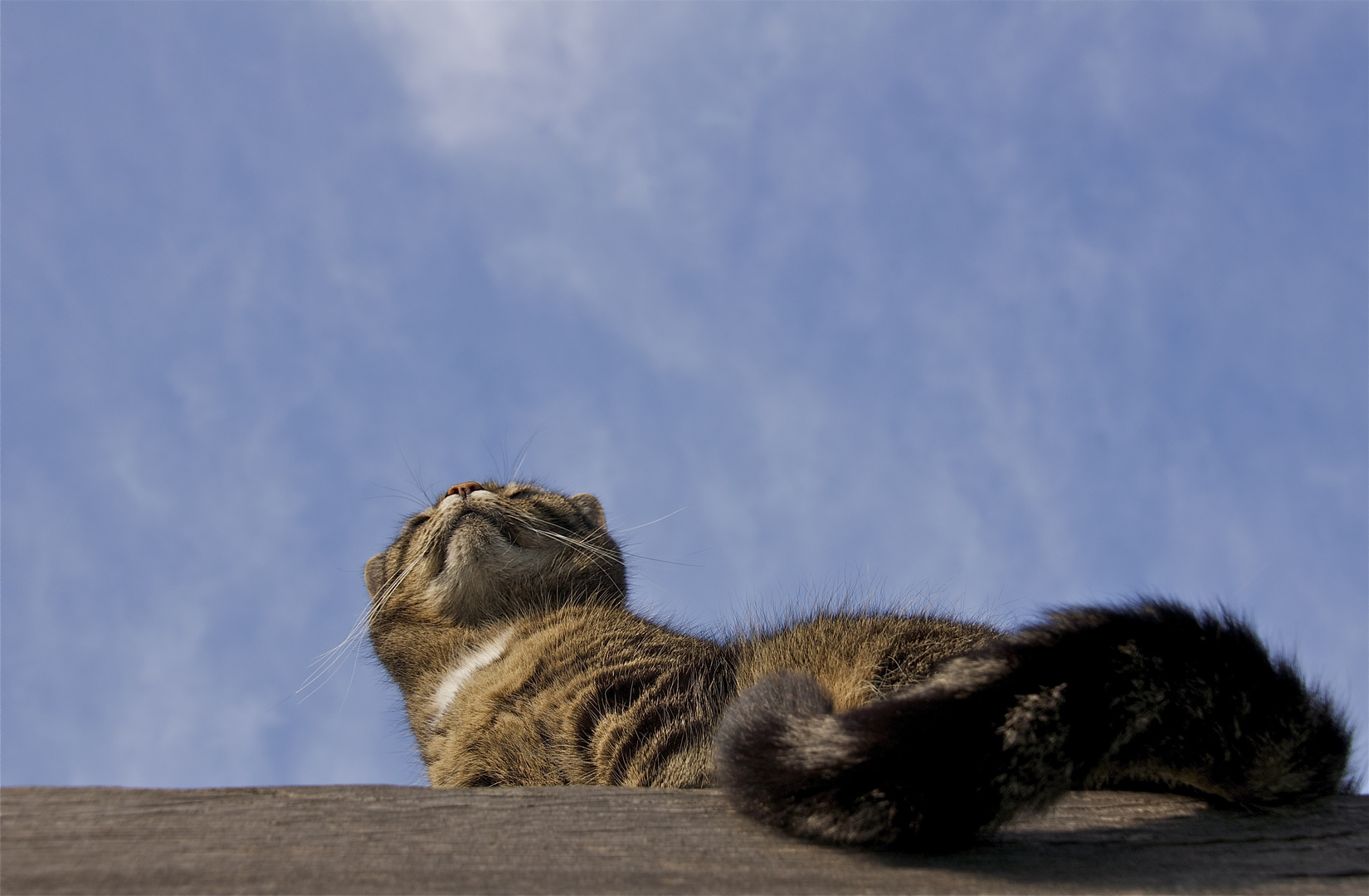 den himmel studieren