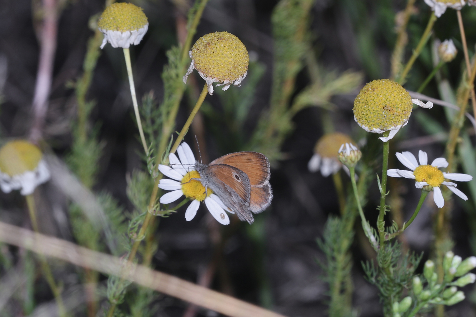 Den hübschen Kleinen Heufalter (Coenonympha pamphilus) ...