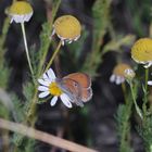 Den hübschen Kleinen Heufalter (Coenonympha pamphilus) ...