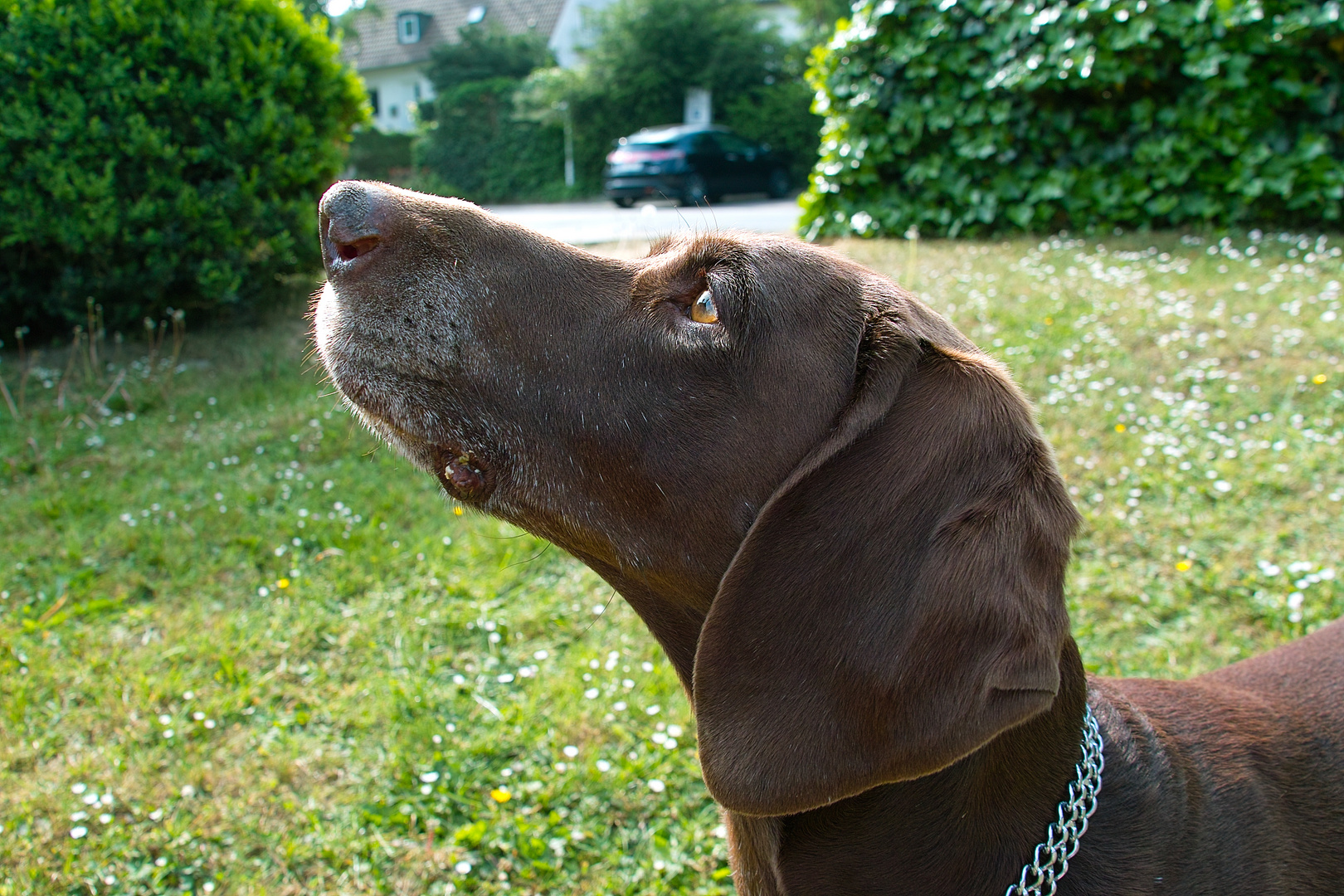 den Hundeblick muss ICH nicht üben...