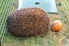 Den Igel haben wir großgezogen