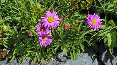 Den innerbetrieblichen Wettbewerb hat Aster alpinus pinkee gewonnen...