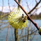 Den Insekten gefällt es