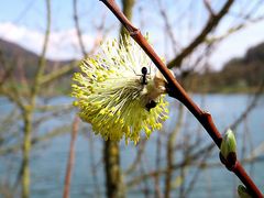 Den Insekten gefällt es