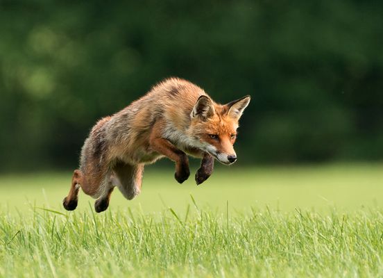 Fuchs Bilder Zum Ausdrucken