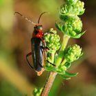 Den Käfer konnte ich bestimmen: Cantharis rustica....