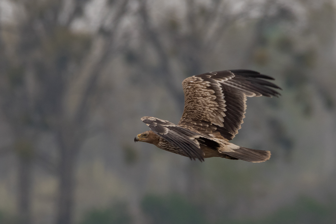 Den Kaiseradler ...