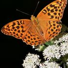 Den Kaisermantel  (Argynnis paphia)