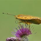 Den Kaisermantel mit Lakritzschnecke ...