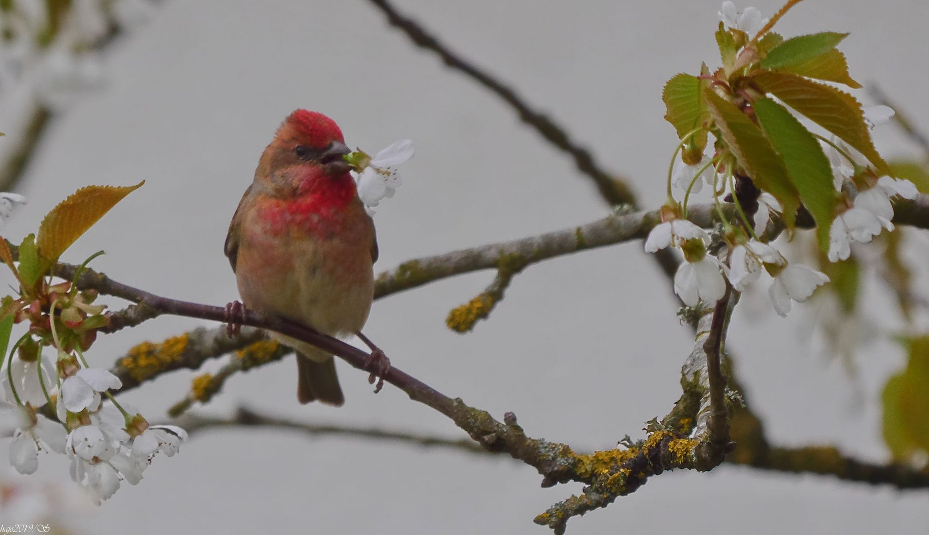 Den Karmingimpel (Carpodacus erythrinus) konnten wir nicht bei guten Bedingungen...