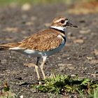 Den Keilschwanz-Regenpfeifer (Charadrius vociferus)...