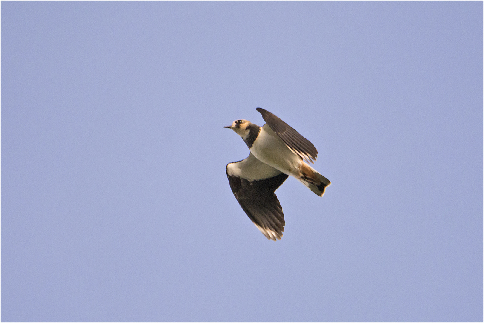 Den Kiebitz (Vanellus vanellus) . . .