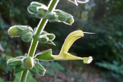 Den Klebrigen Salbei (Salvia glutinosa)