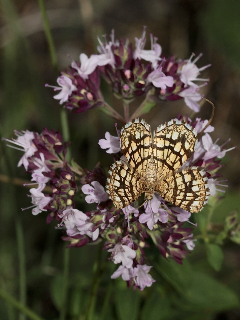 Den Klee-Gitterspanner (Chiasmia clathrata) ...