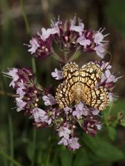 Den Klee-Gitterspanner (Chiasmia clathrata) ...