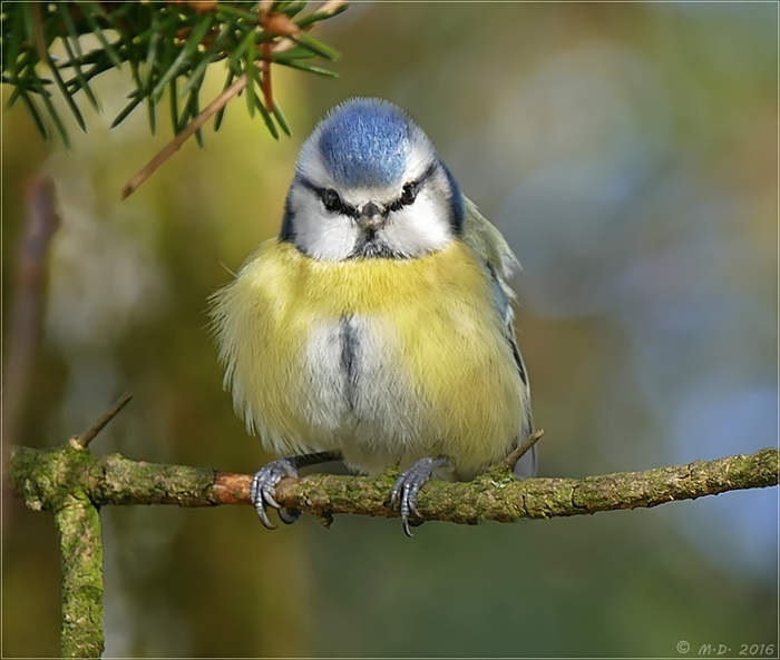 Den kleinen Blauhelm...