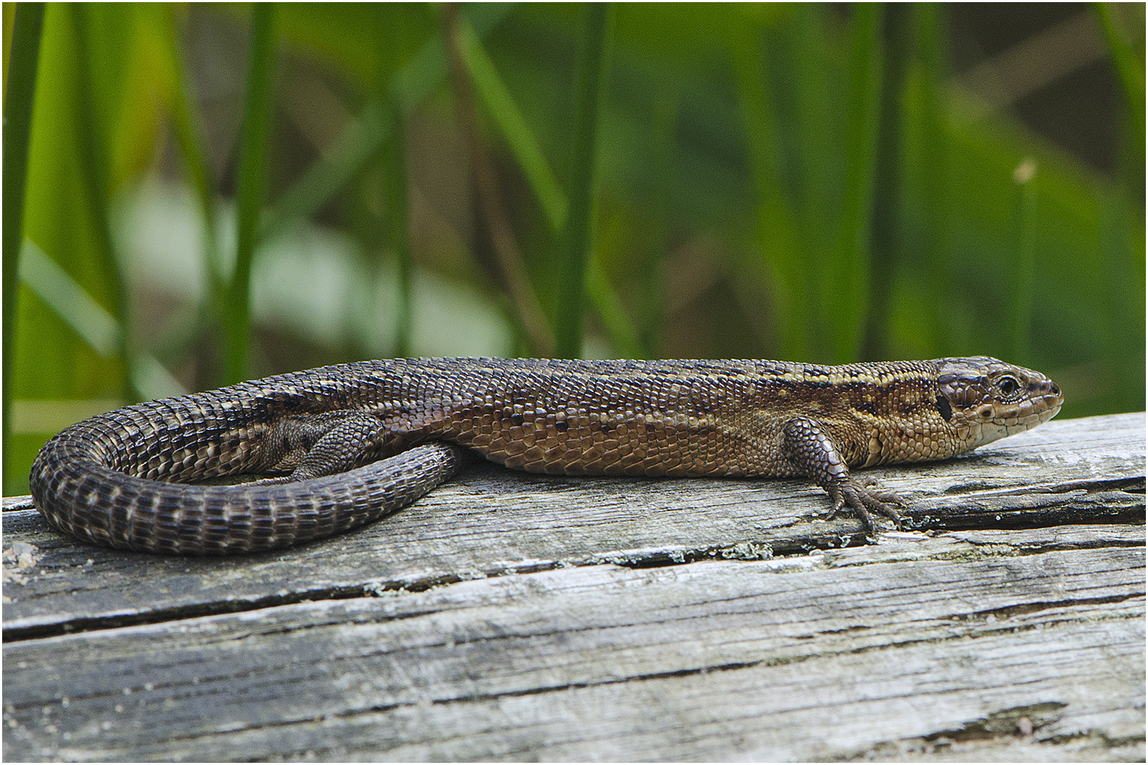 Den kleinen, freundlichen Drachen . . .