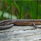 Den kleinen, freundlichen Drachen . . .