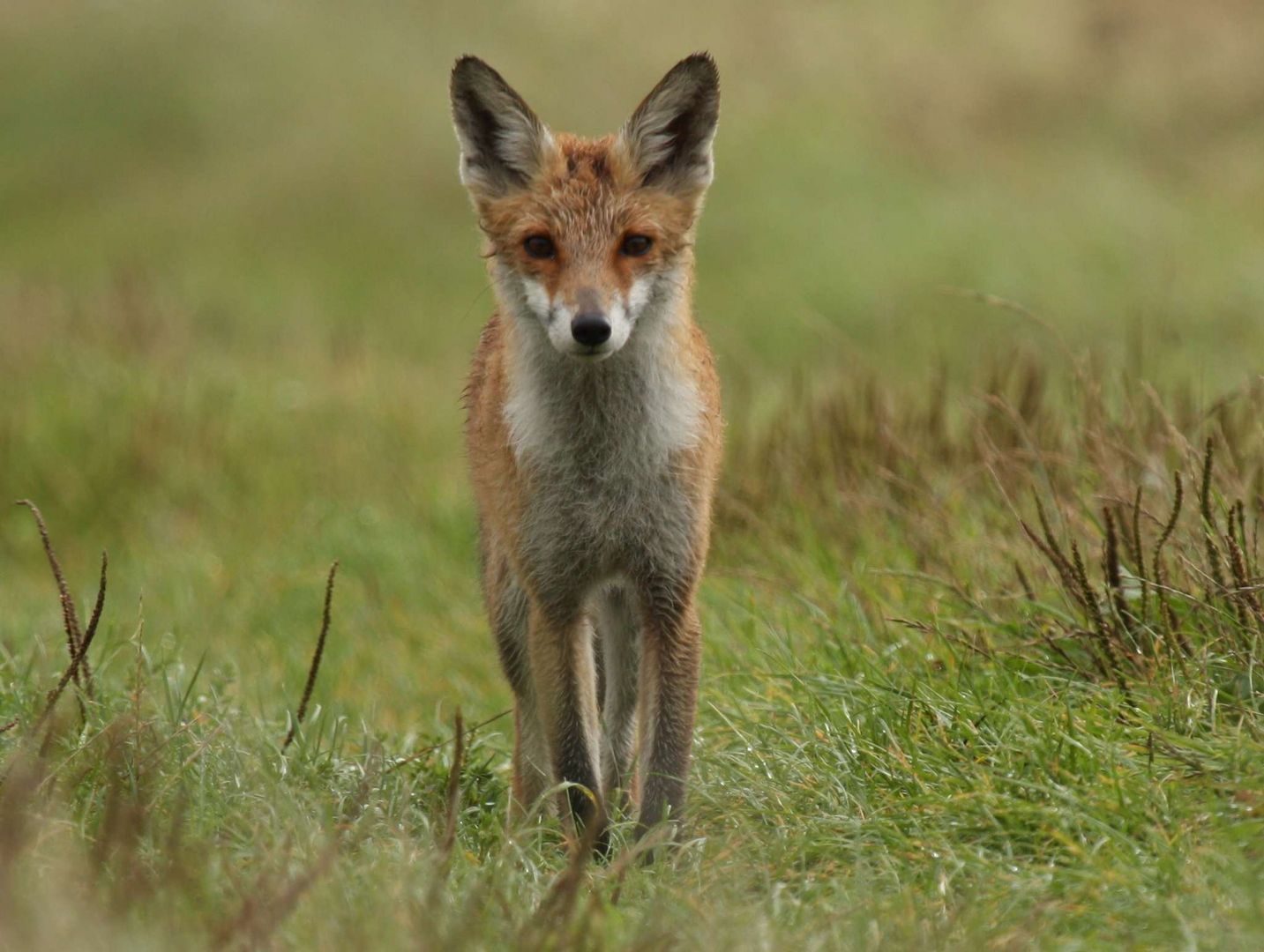 Den kleinen Fuchs