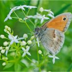 Den Kleinen Heufalter (Coenonympha pamphilus) . . .