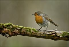 Den kleinen Robin ...