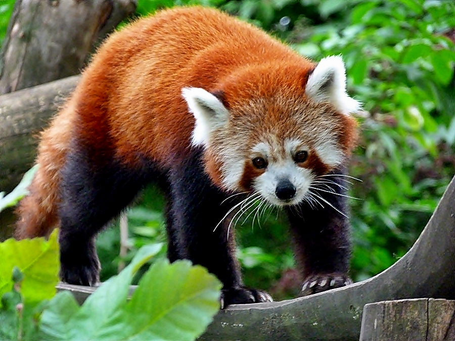 Den Kleinen Roten Panda . . .