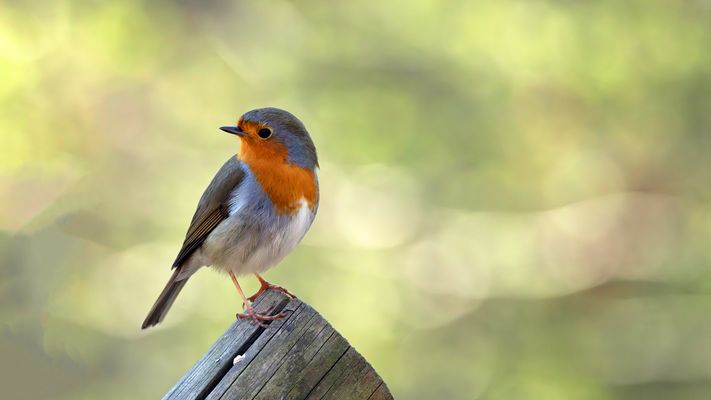 Den kleinen Schönling...