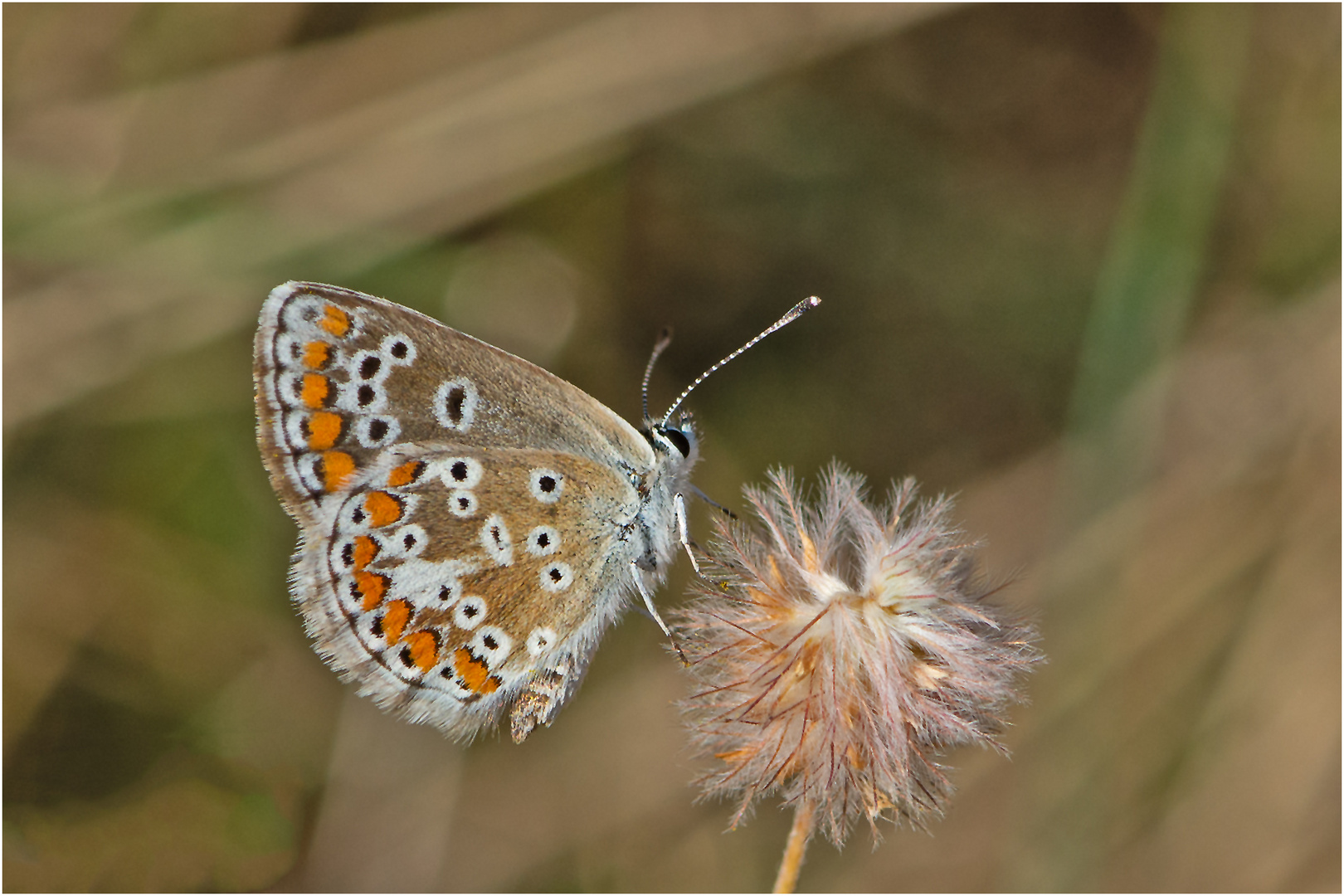 Den Kleinen Sonnenröschen-Bläuling (Aricia agestis) . . .