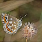 Den Kleinen Sonnenröschen-Bläuling (Aricia agestis) . . .