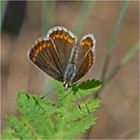 Den Kleinen Sonnenröschen-Bläuling (Aricia agestis) . . .