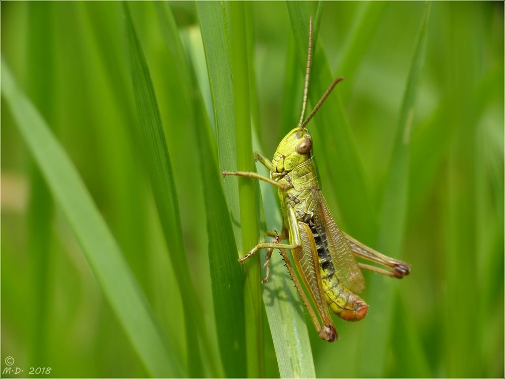 Den kleinen 'Spring ins Feld' ...