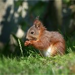 Den kleinen Waldkobold...