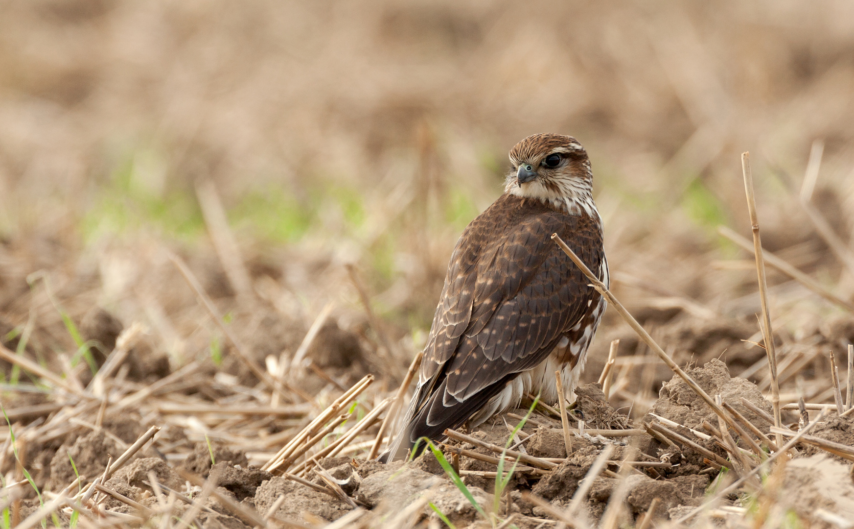 Den kleinsten Falke Europas...