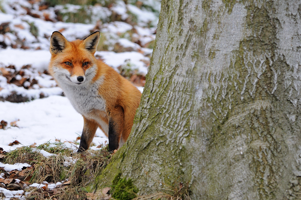 Den kommenden Winter im Blick