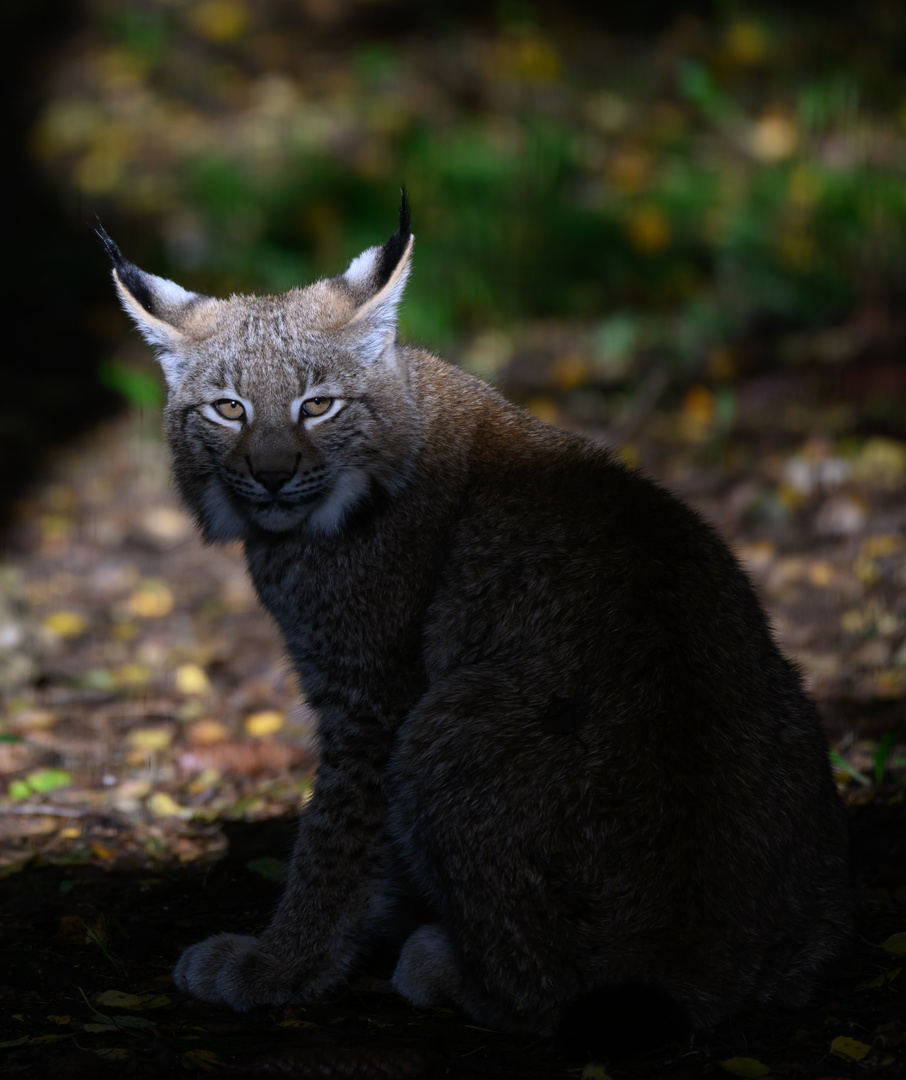 Den Kopf hat der Luchs schön ins Licht gehalten