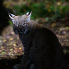 Den Kopf hat der Luchs schön ins Licht gehalten