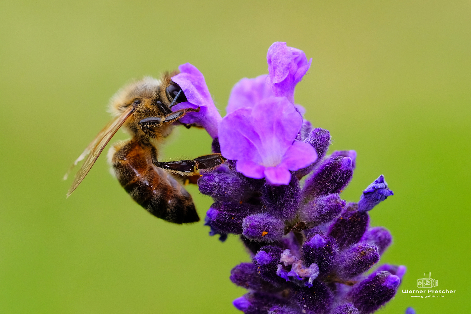 Den Kopf in der Lavendelblüte