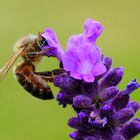 Den Kopf in der Lavendelblüte