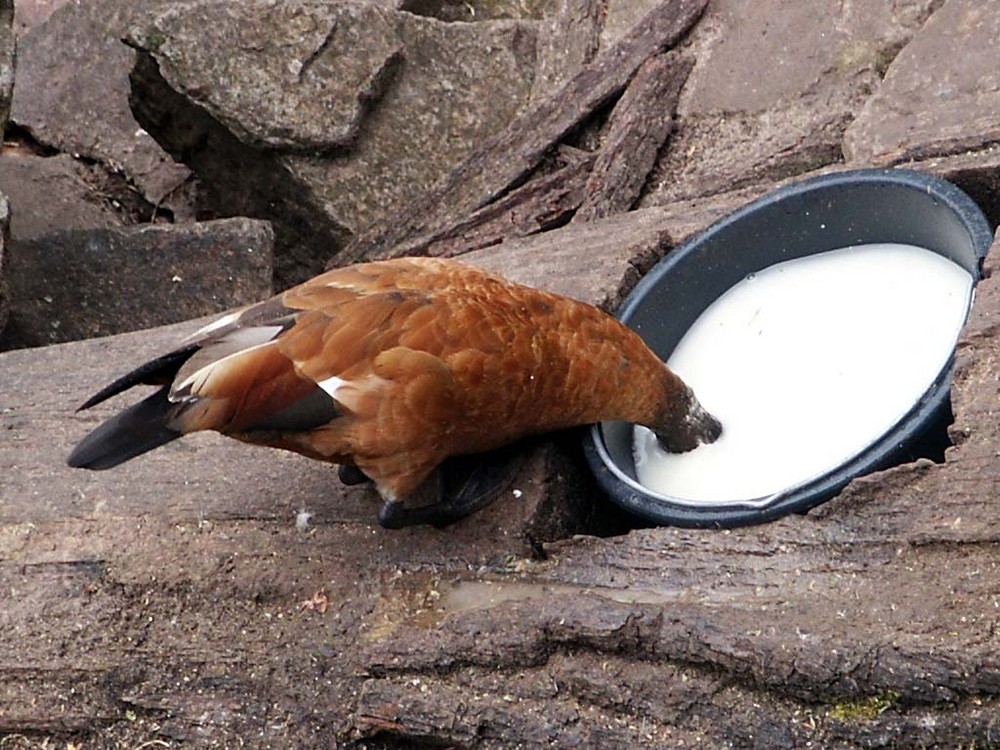 Den Kopf in die Milch stecken