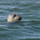 Den Kopf über dem Wasser behalten