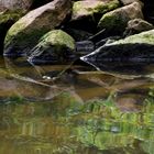 Den Kopf über Wasser halten .......