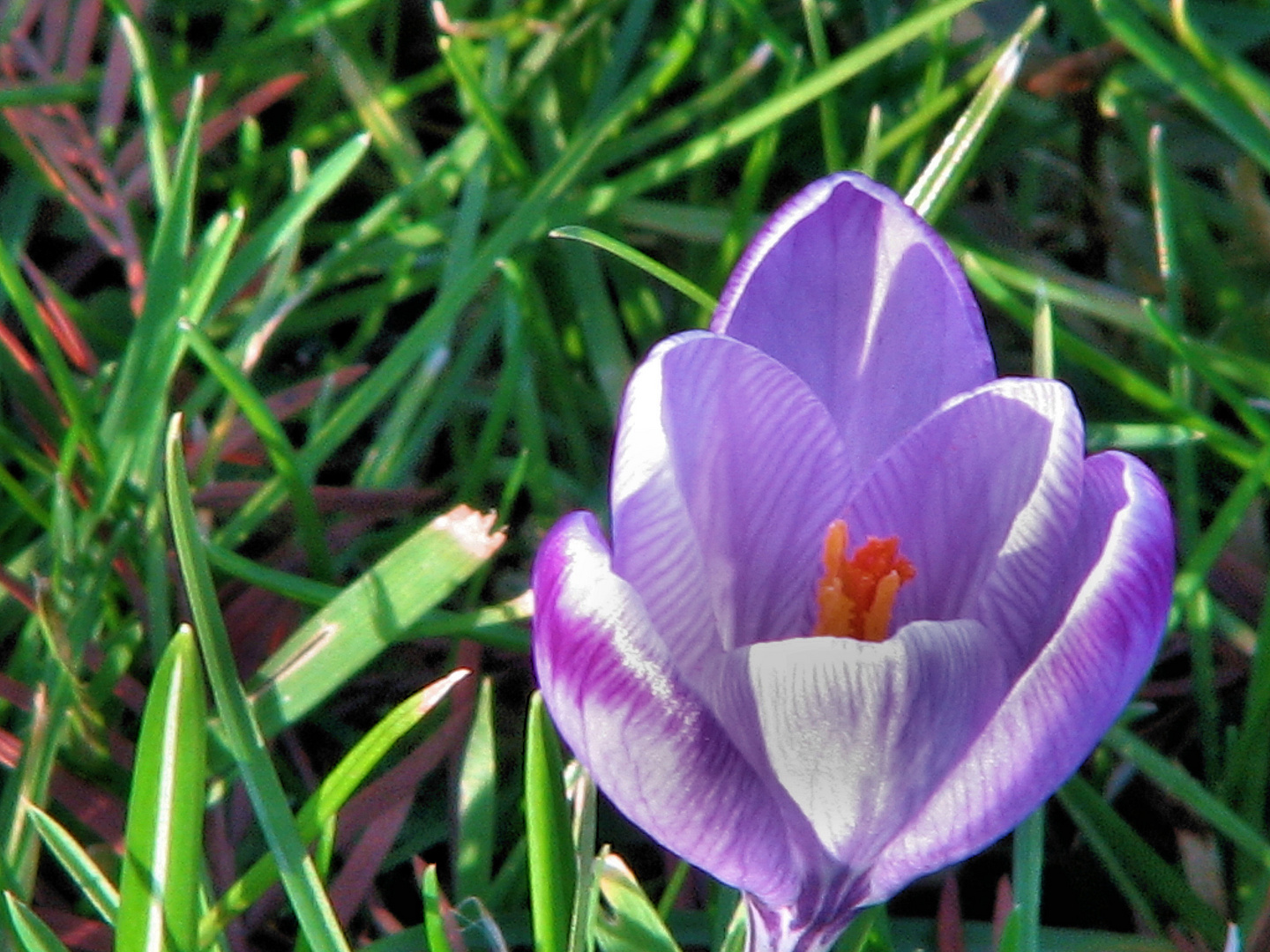 den Krokus habe ich heute entdeckt