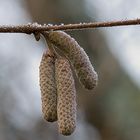 den letzten Frost für die Haselnuß....