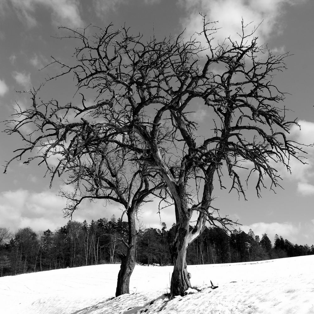 den letzten Schnee frisst die Märzsonne