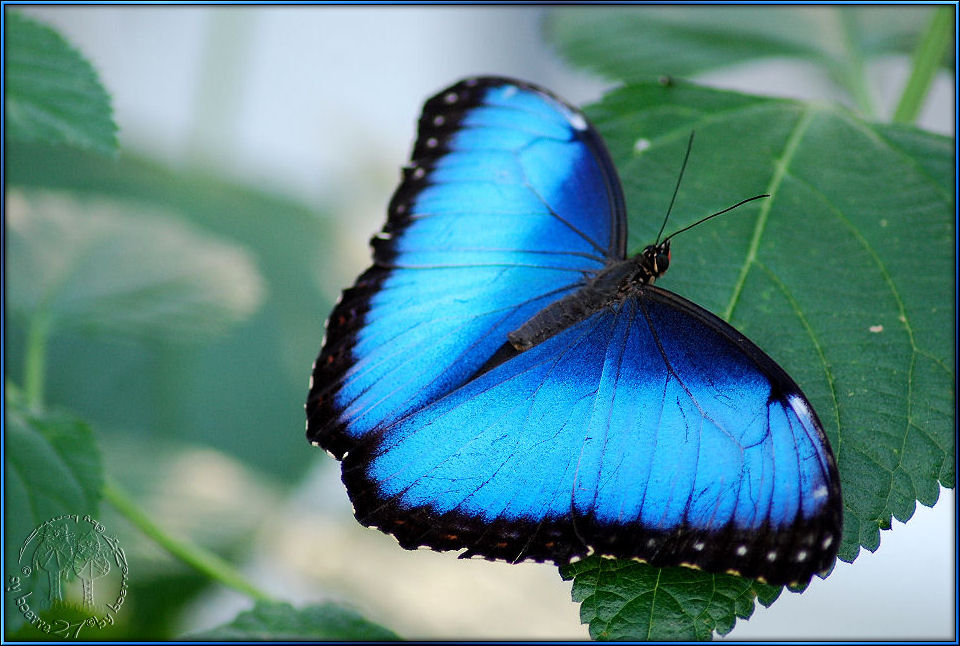 Den männlichen Himmelsfalter (morpho peleides).............